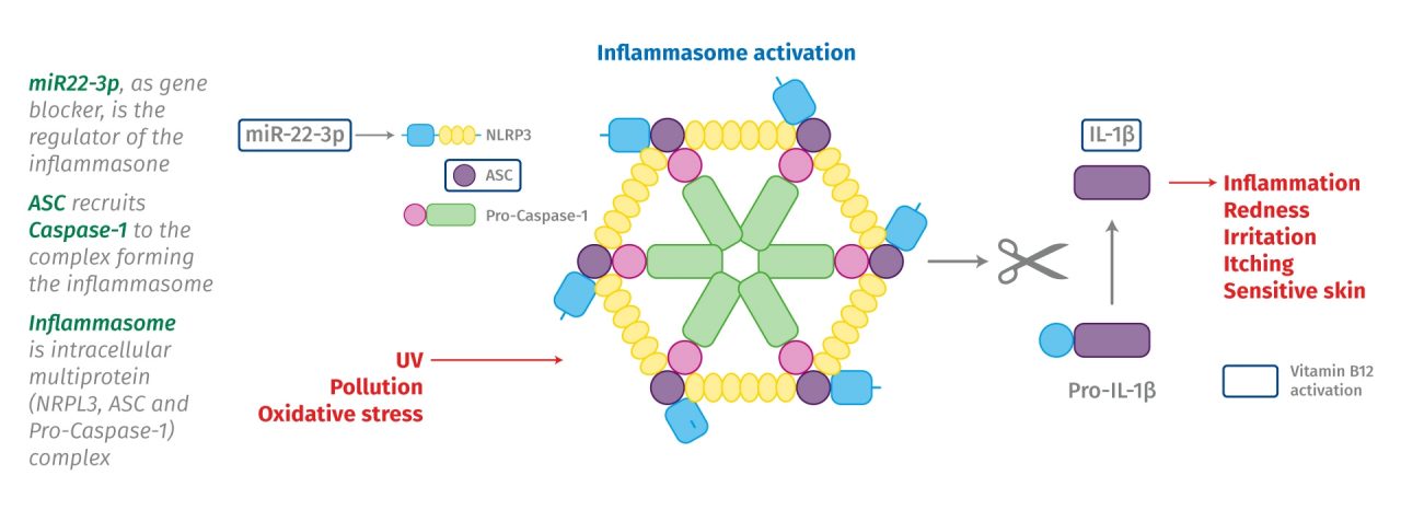 vit-b12-inflammasome-activation.jpg