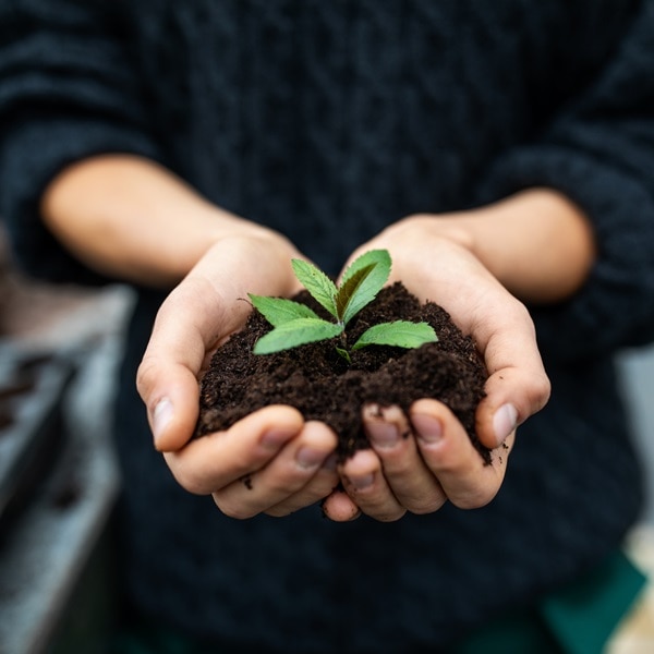 Cropped shot of a female gardener holding a sapling with soil. Close-up of gardener's hands with a young plant at garden center.