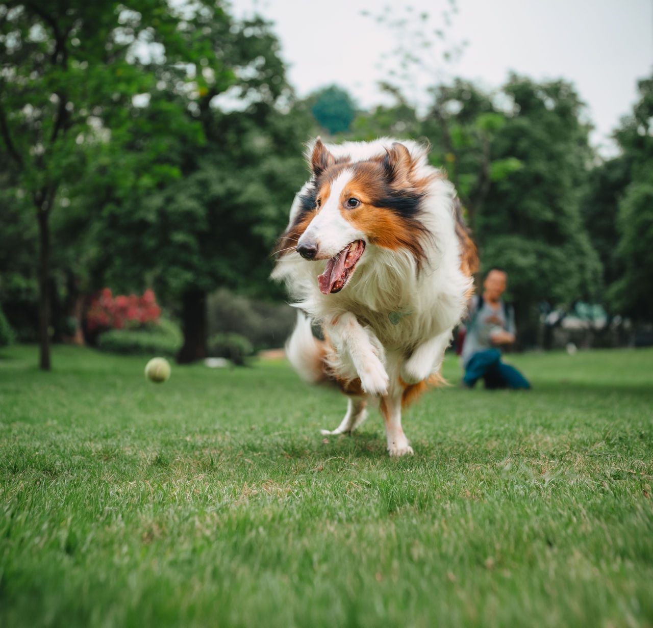 Shepherd dog playing with tennis ball on grass