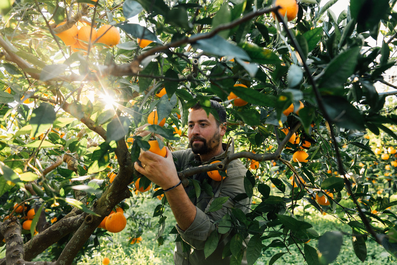 Couple visiting Sicily, sightseeing, visiting orange harvesting warehouse, picking oranges with locals, making and drinking juice, visiting old town. Part of a series with video