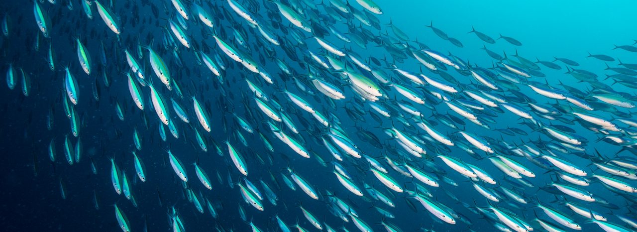 Omega-3 fish oils