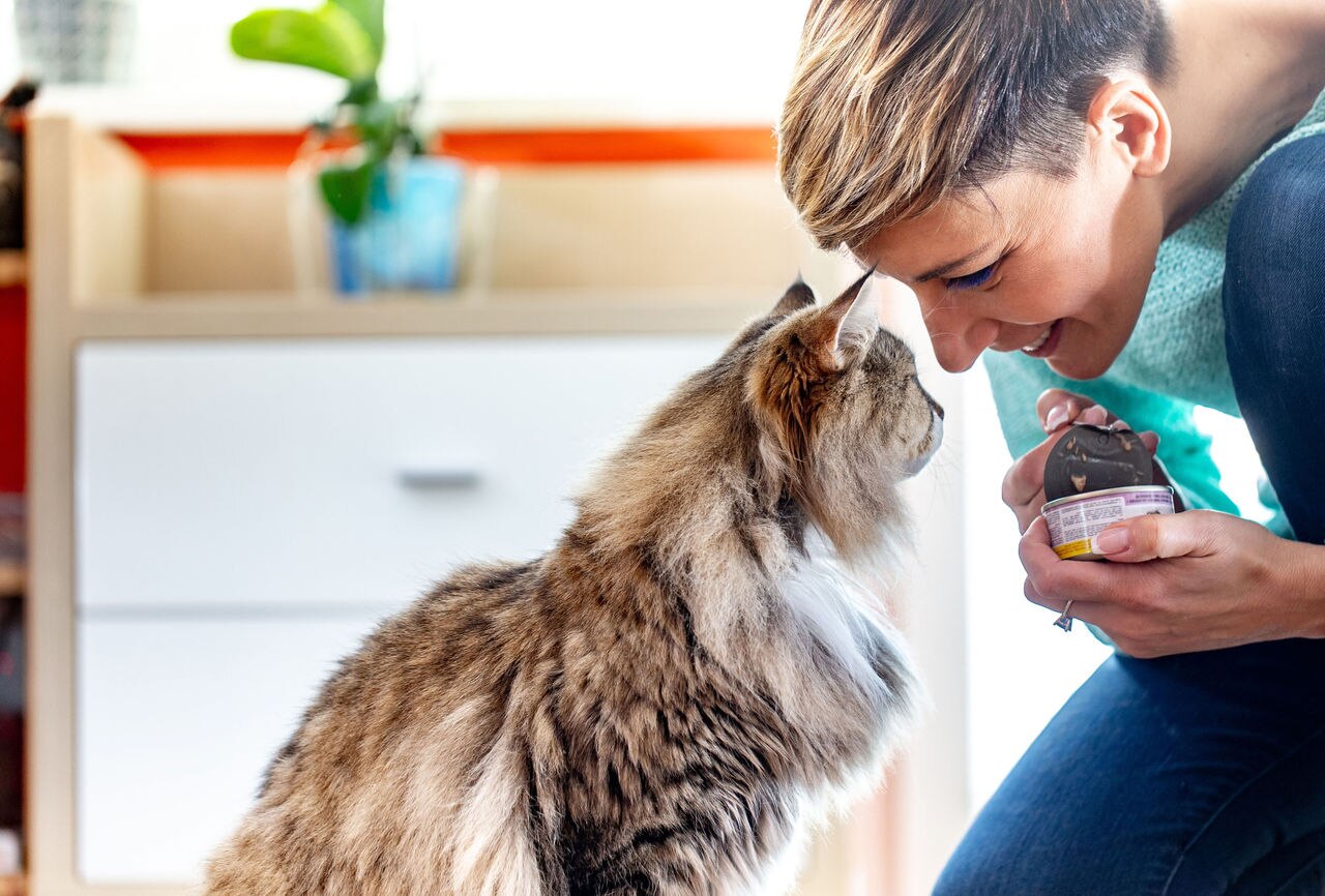 Smiling Adult Woman Feeding Her Siberian Cat With Can Food.