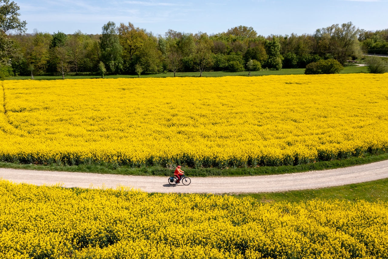 Aerial view of a woman riding bicycle among of yellow rapeseed fields in spring.