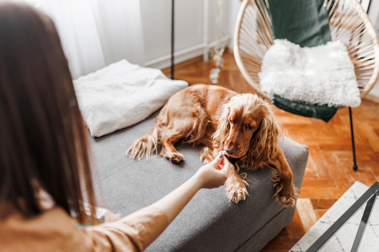 A beautiful young woman is giving treats to her dog
