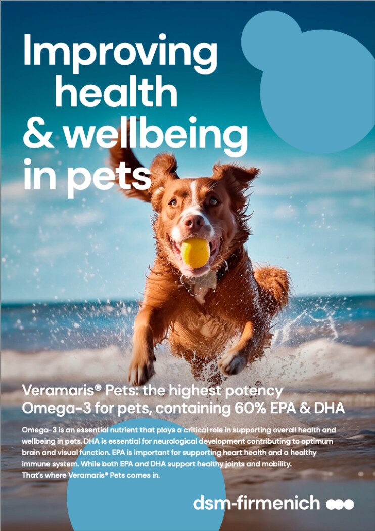 dog playing ball on the beach