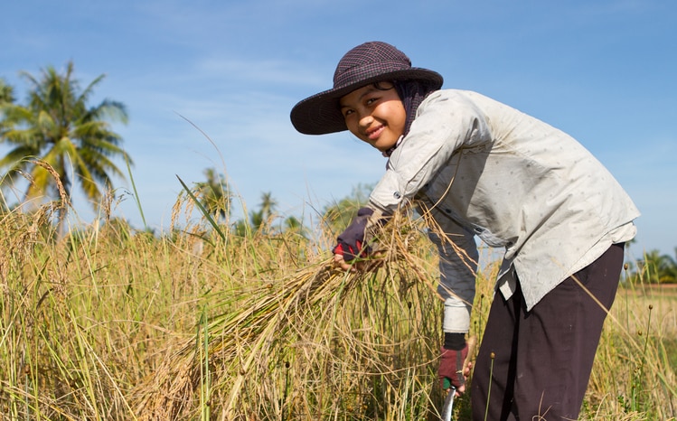 A manual worker is harvesting the seasonal rice paddy (Cambodia).RICE LIGHTBOX BELOW