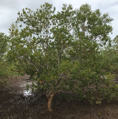 DBM-sustainability-avicennia marina tree.jpg