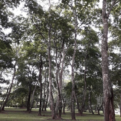 DBM-sustainability-anadenanthera colubrina tree.jpg