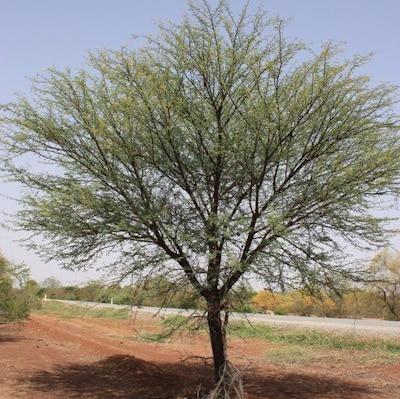 DBM-sustainability-acacia nilotica tree.jpg