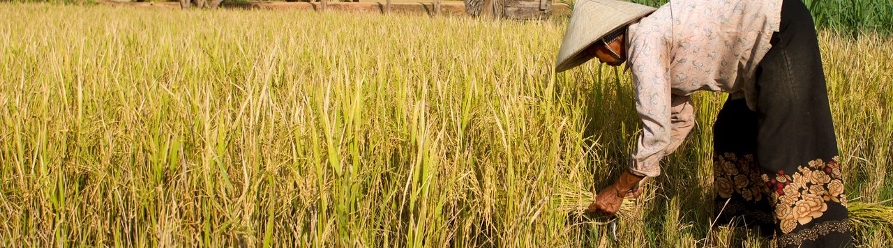 A manual worker is harvesting the seasonal rice paddy (Cambodia).RICE LIGHTBOX BELOW