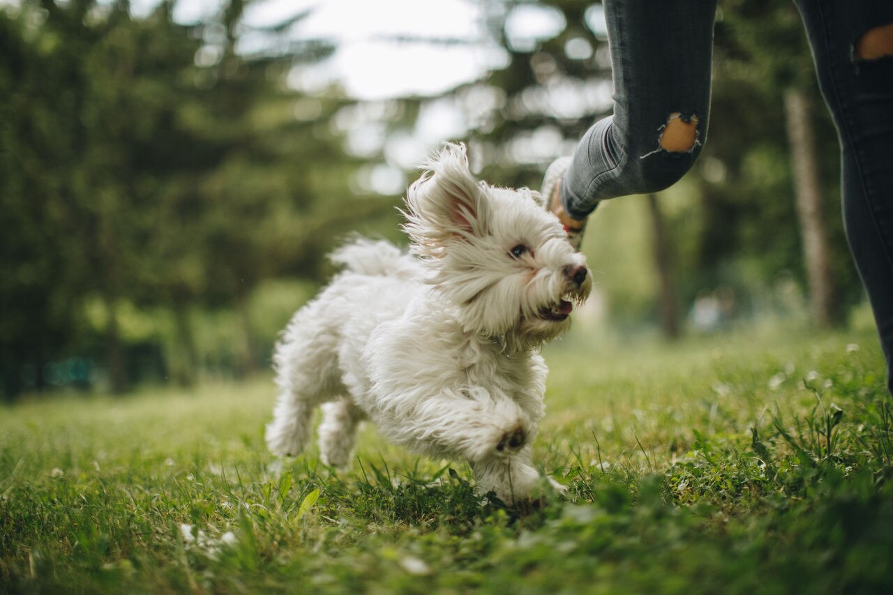 Dog running with his owner in the park