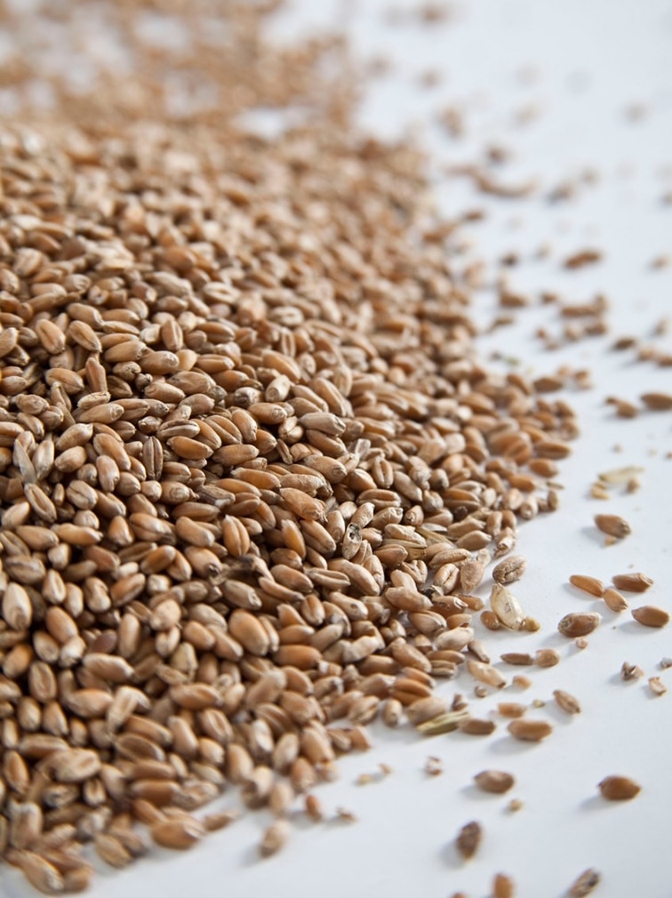 insights-beverage-grains.jpg