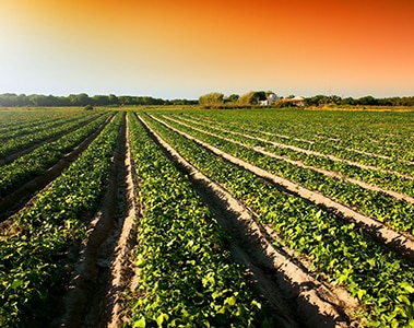 Insights Getting more using less - Oil processors