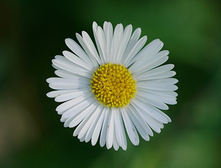 sans allergène et végétalien
