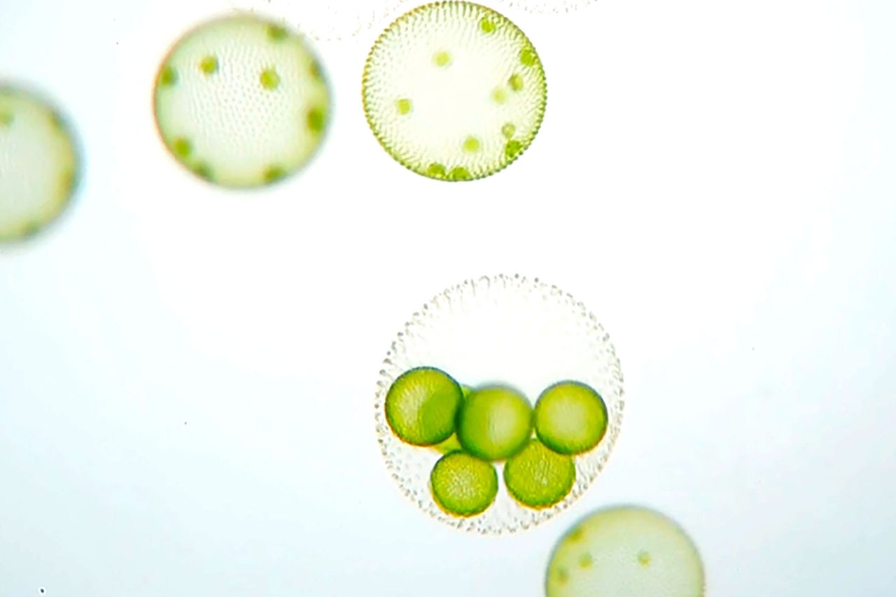 l'image de l'approvisionnement sécurisé