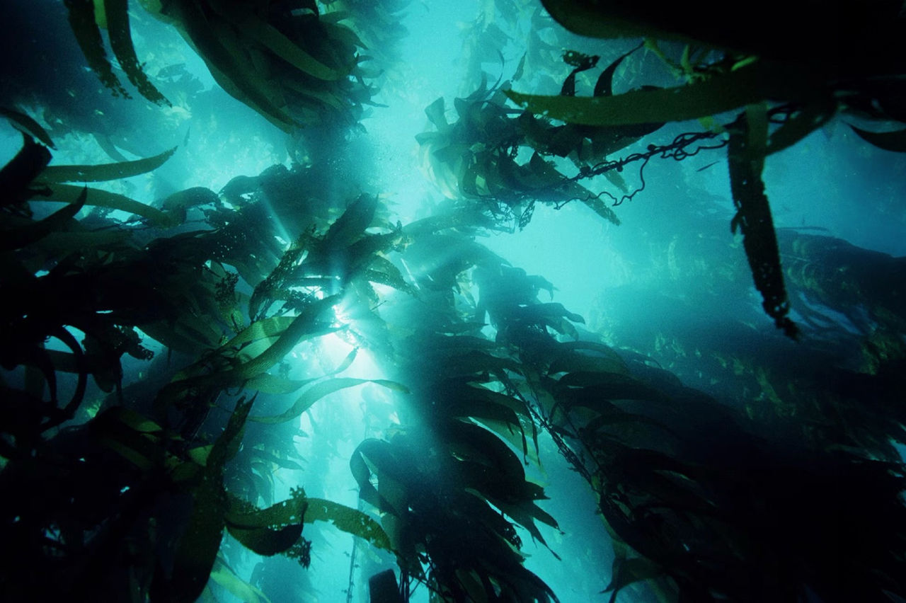 Image à base de plantes