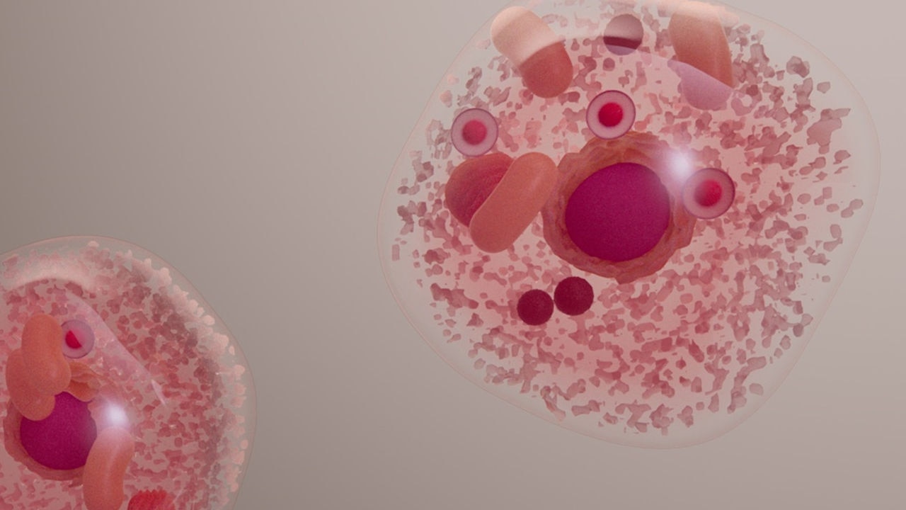 Infographie sur la longévité en bonne santé