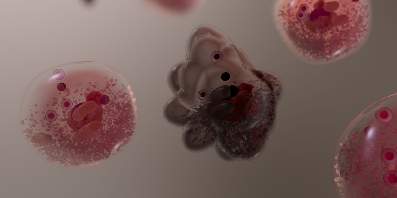 Cibler la sénescence cellulaire pour que nos dernières années ne soient pas nos années perdues