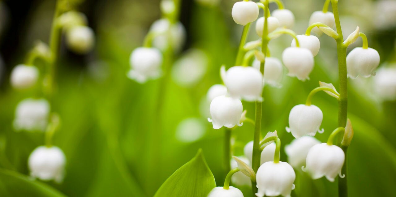 lily of the valley