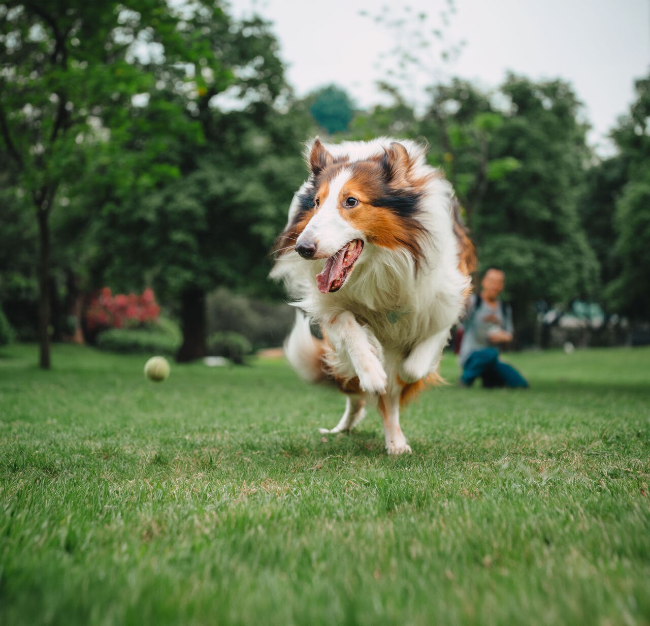 Shepherd dog playing with tennis ball on grass