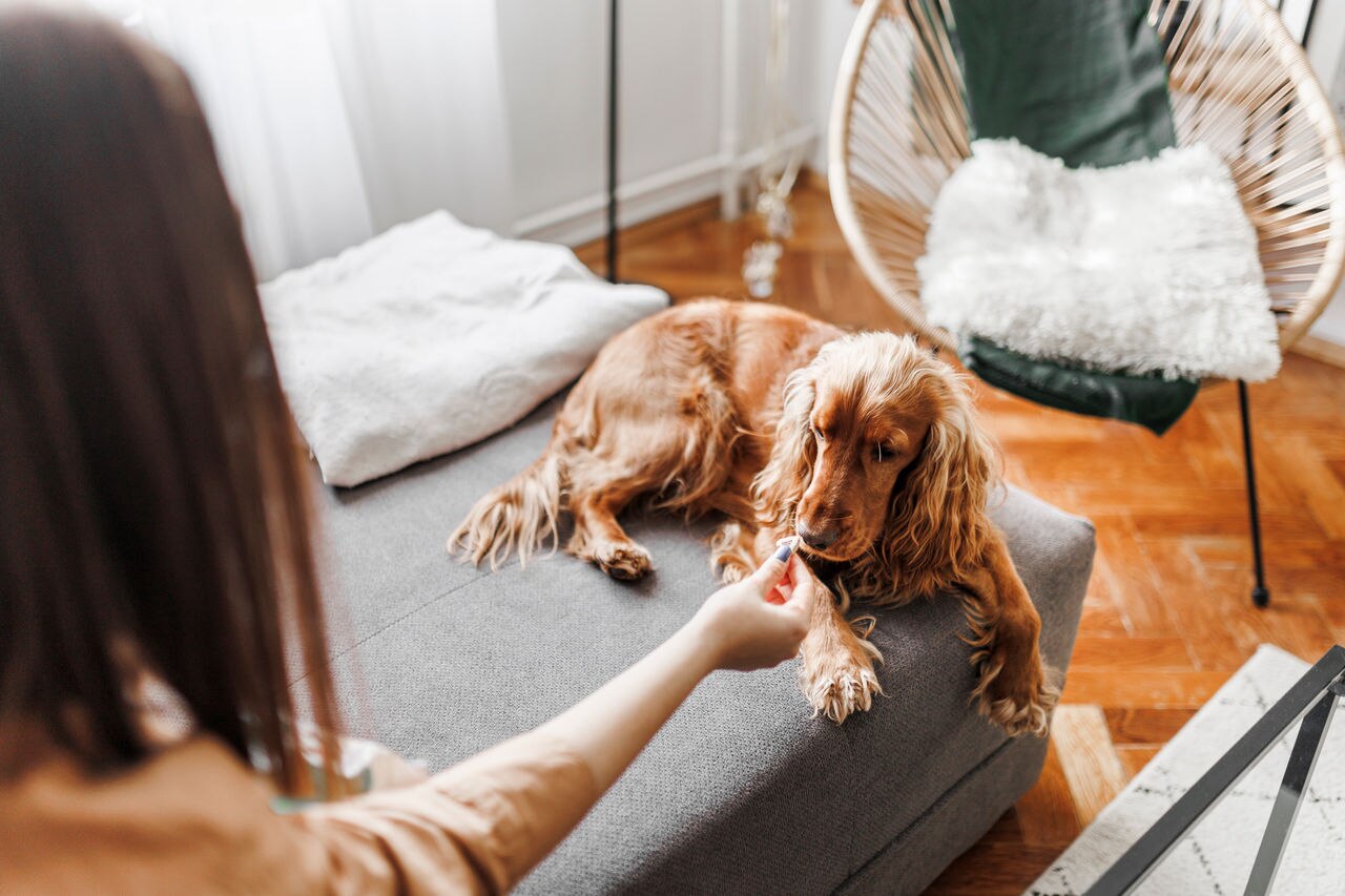 A beautiful young woman is giving treats to her dog