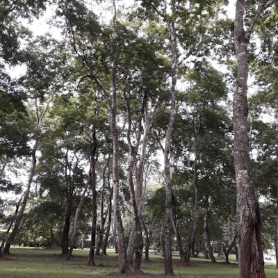DBM-sustainability-anadenanthera colubrina tree.jpg