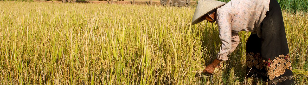A manual worker is harvesting the seasonal rice paddy (Cambodia).RICE LIGHTBOX BELOW