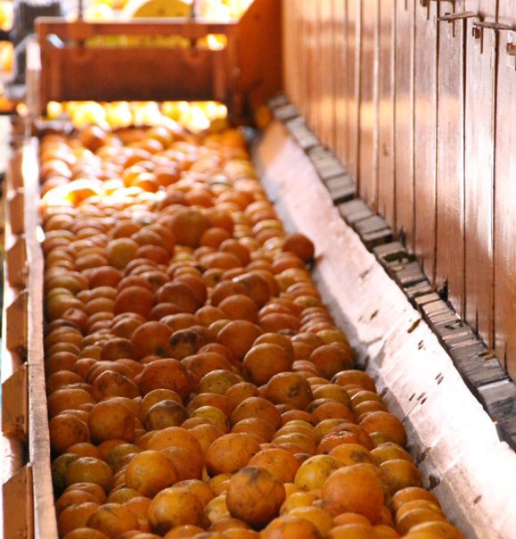 fruit