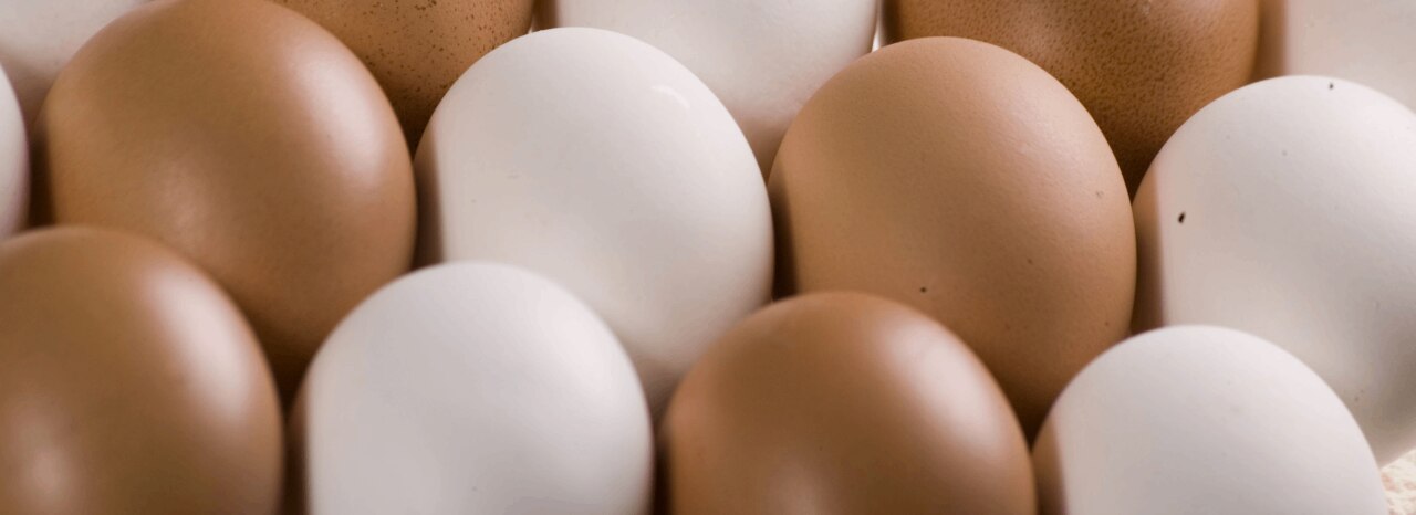 banner-egg-processing.png