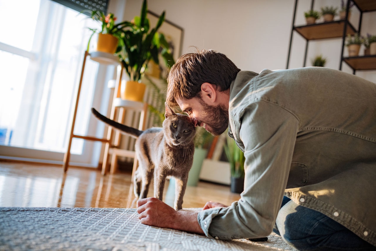 Millennial handsome man with his Russian blue cat at home