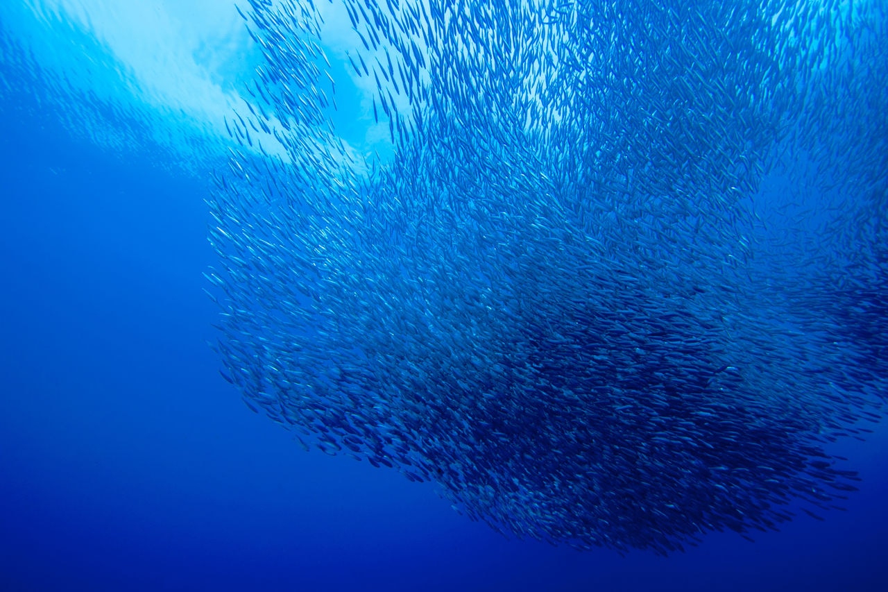 Hordes of sardine
