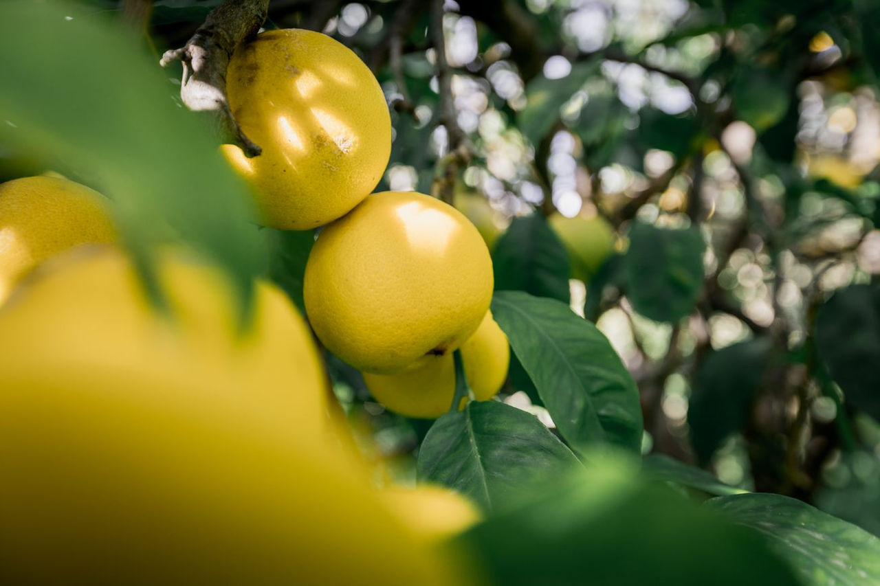 lemon