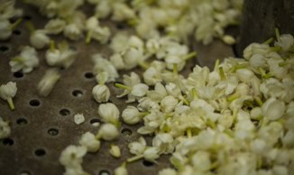 jasmine