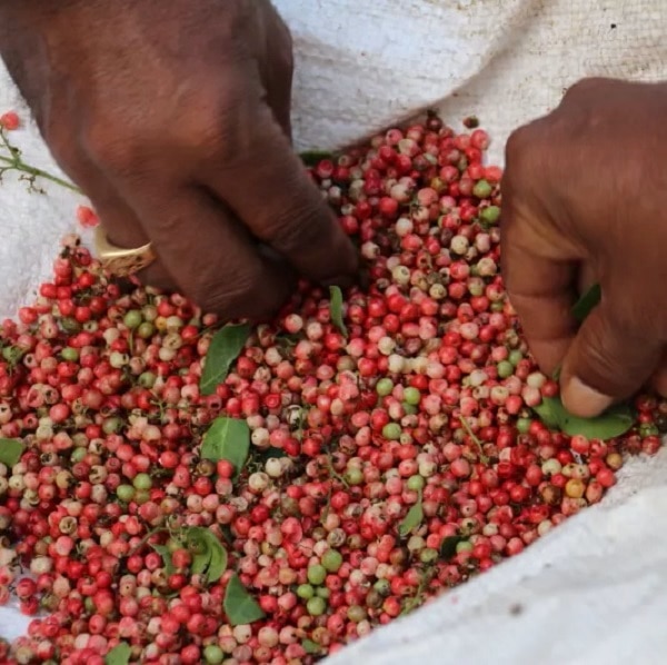 Roze peper madagascar afbeelding