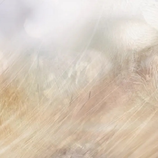 Kasjmier musk beeld