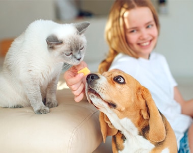 petfood_web_image_2.jpg
