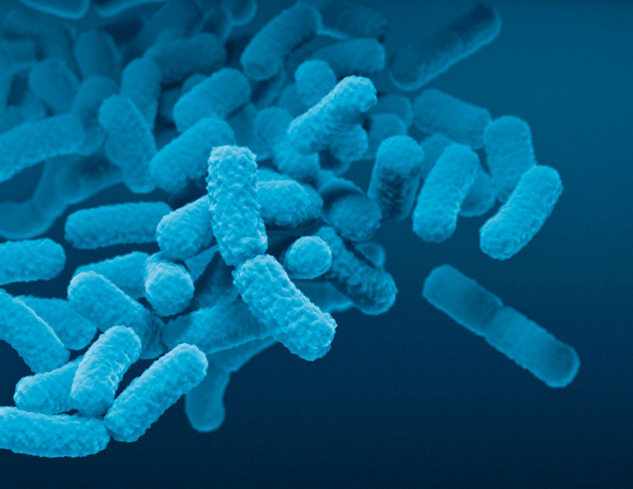 Illustration of Enterobacteriaceae bacteria. Individual bacterium are shown as pink rod shapes. The Enterobacteriaceae family contains over a hundred species including Shigella, Klebsiella, Salmonella and Escherichia coli and can be found in animal guts, water and soil. Some Enterobacteriaceae members are animal and plant parasites.