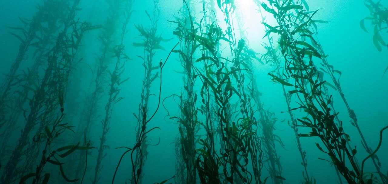 The kelp forests are magical places.