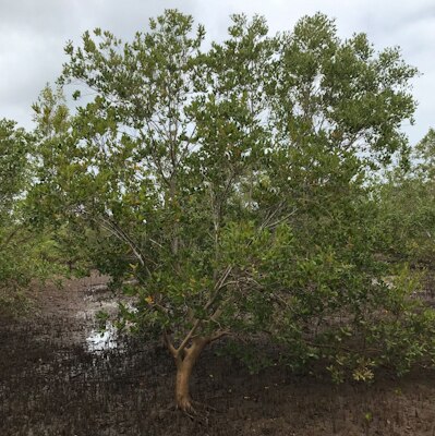 DBM-sustainability-avicennia marina tree.jpg