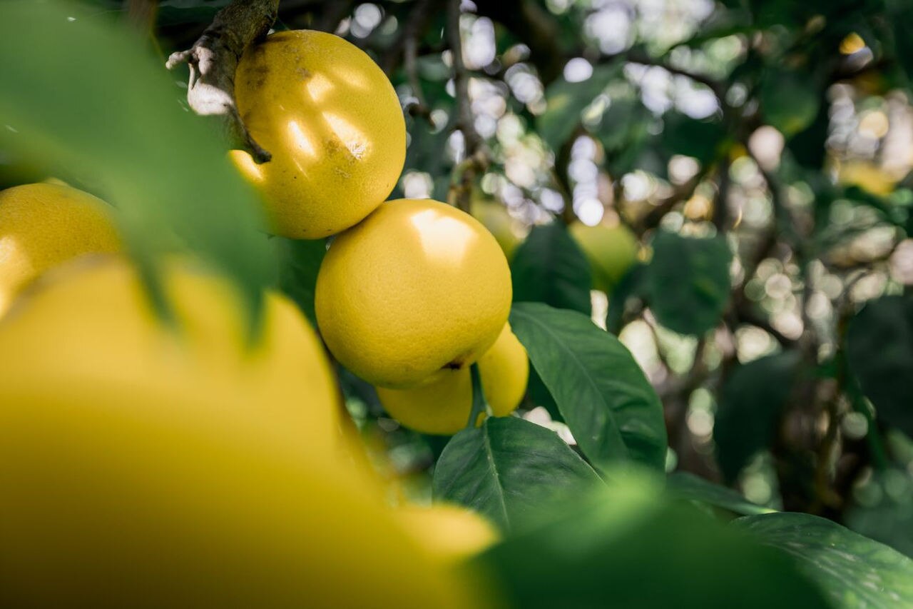 lemon