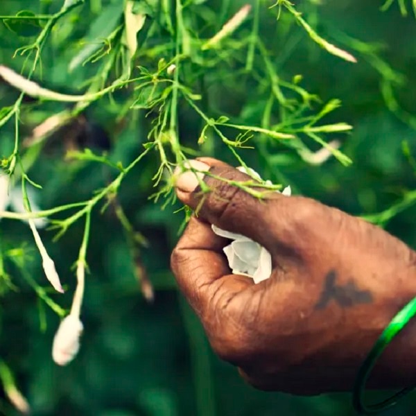 Imagem de flor de jasmim