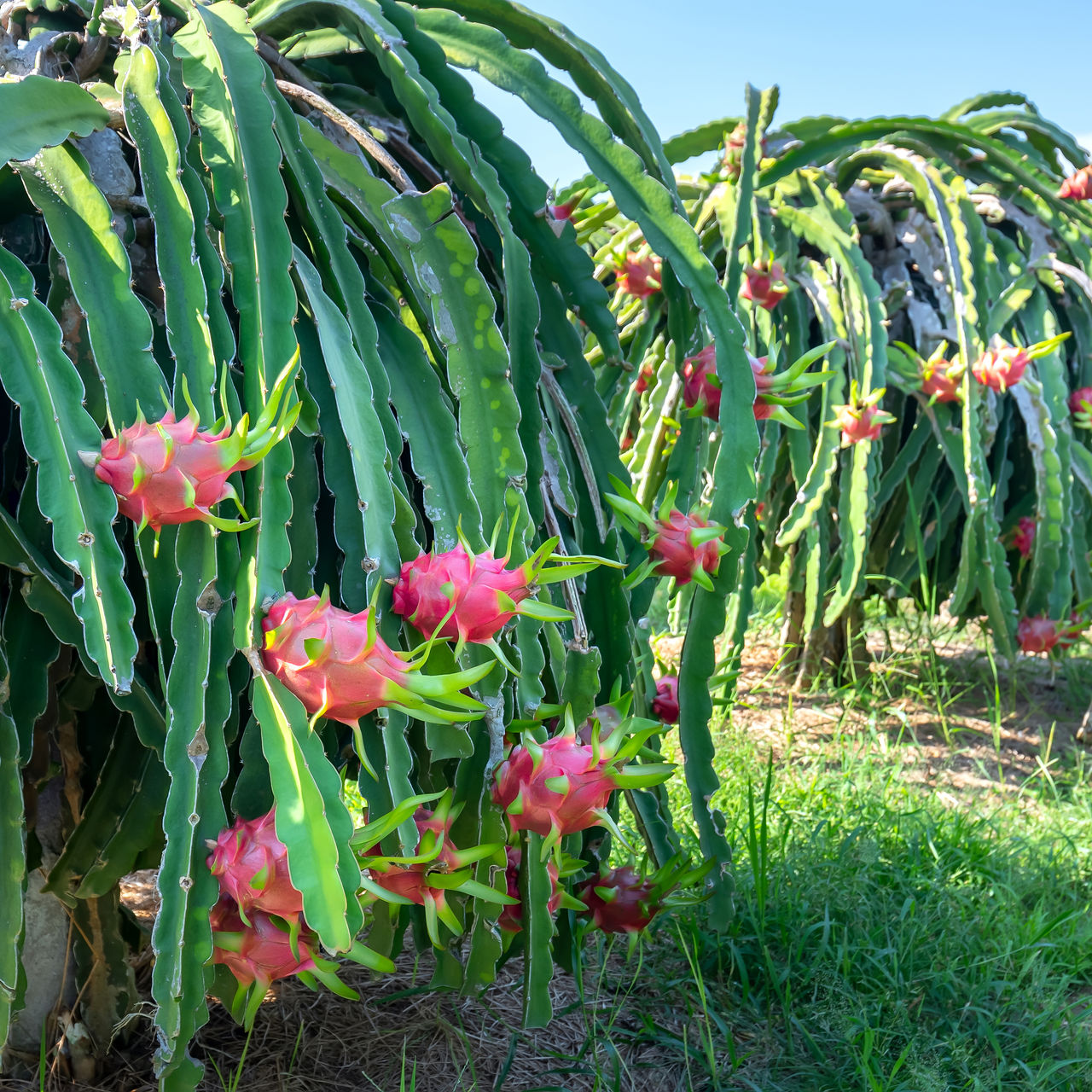 Dragon Fruit Plant