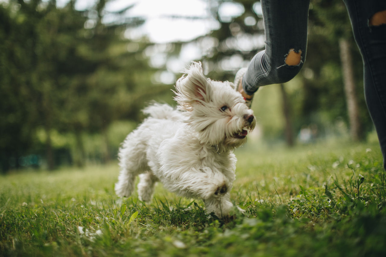 Dog running with his owner in the park