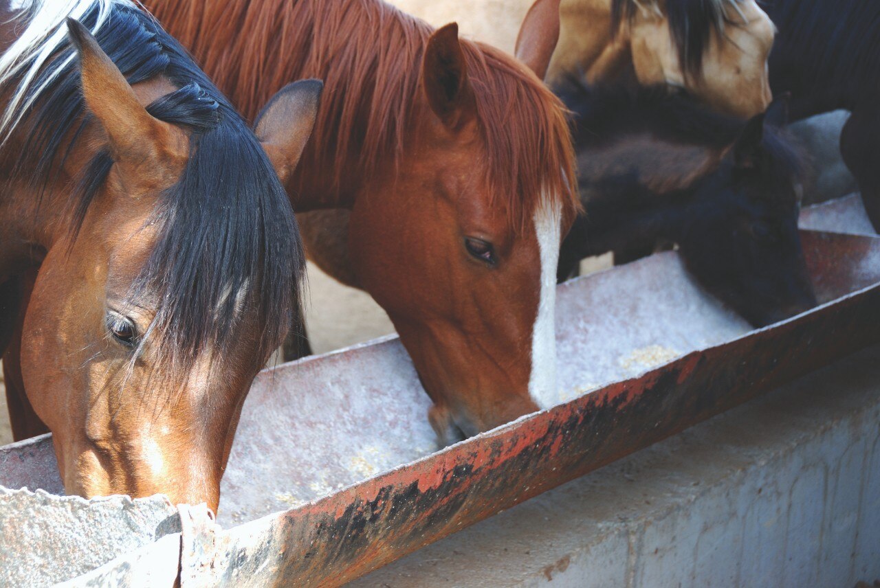 Horses feeding at the trough on the farm