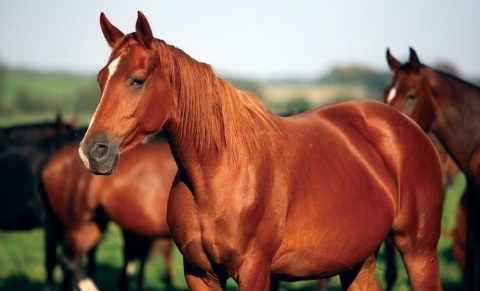 Horse