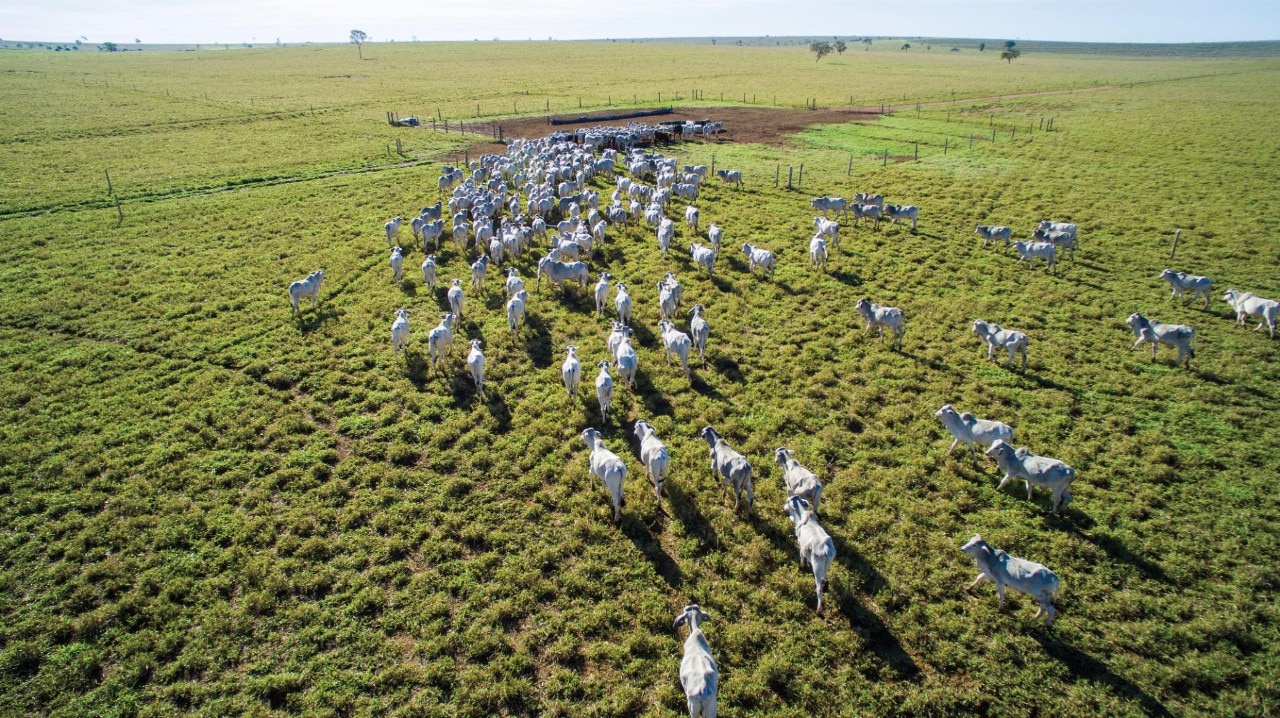 Cattle on pasture in the state of mato grosso in Brazil.