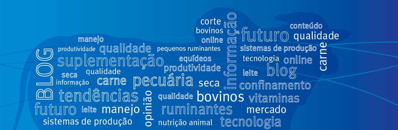 Blog_tortuga_DSM